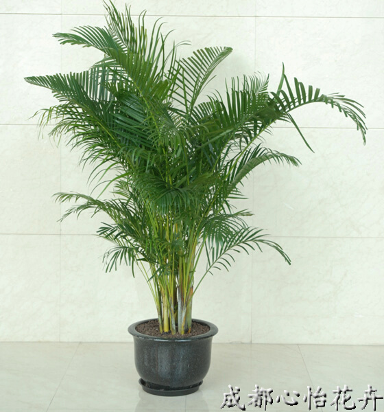 成都室內租盆栽品種