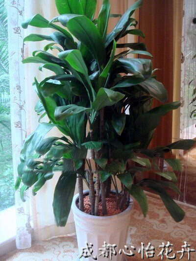 成都室內租盆景品種
