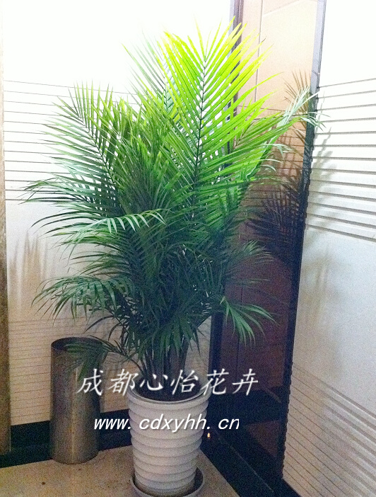 成都室內租花卉品種