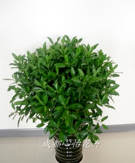 成都辦公室植物租賃品種