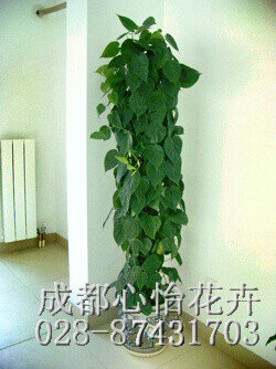 成都辦公室植物出租品種