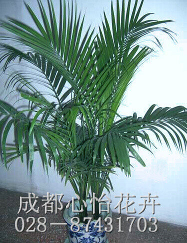 成都辦公室花卉租擺品種