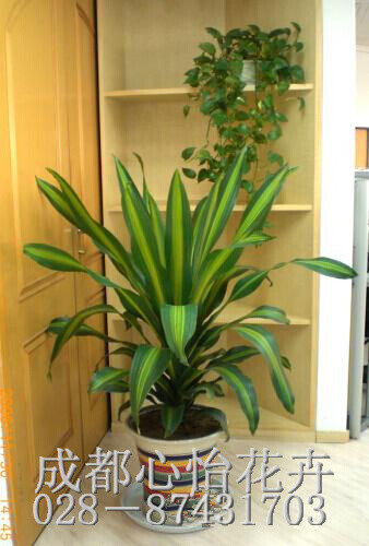 成都室內租鮮花品種