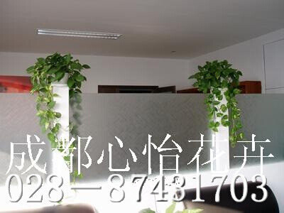 成都室內盆栽租擺品種