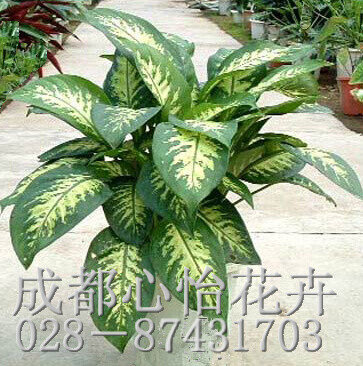 成都室內盆景租賃品種