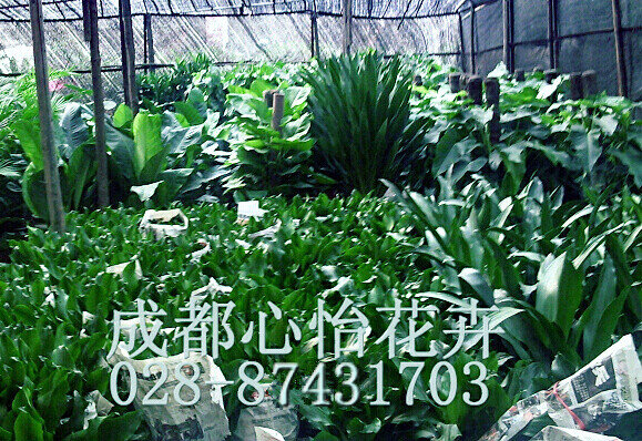 成都盆栽出租成品