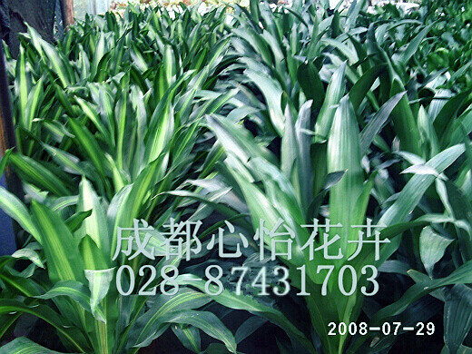 成都植物租擺成品