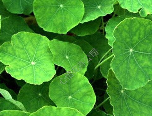 租擺綠植-銅錢草