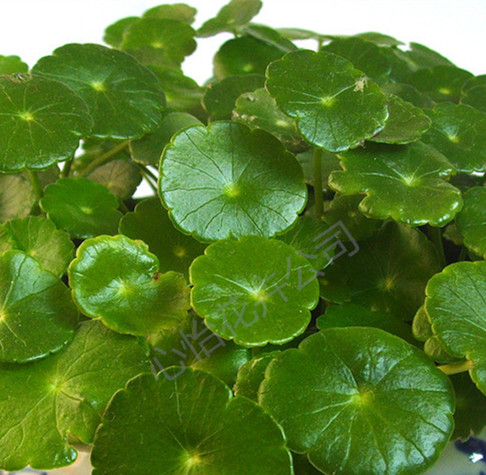 出租綠植-銅錢草