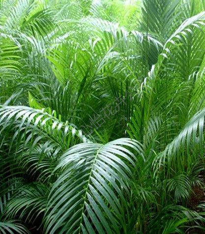 盆栽租擺-散尾葵