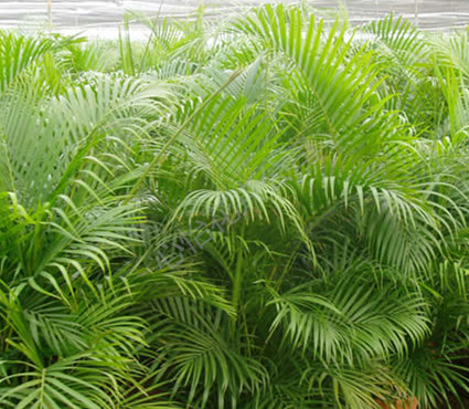 盆栽租賃-散尾葵