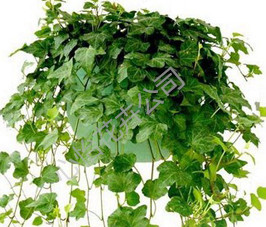 成都植物出租公司-常青藤