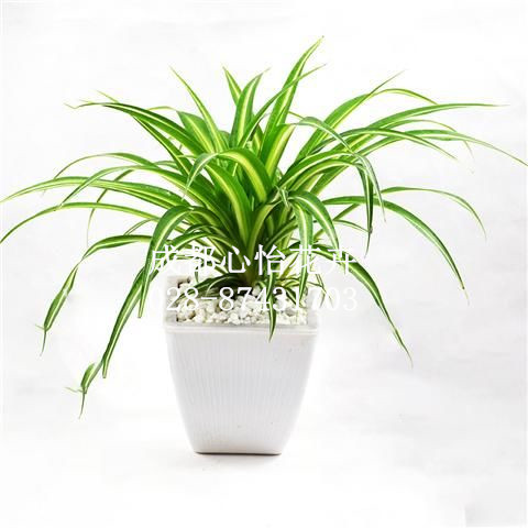 成都室內花卉租擺品種