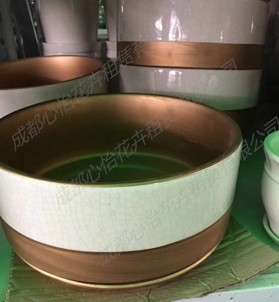 成都租植物套盆