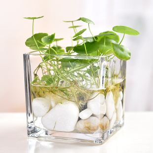 成都水培花卉玻璃瓶