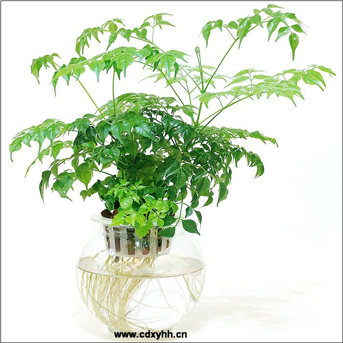 成都租盆栽品種