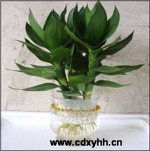 成都租植物品種