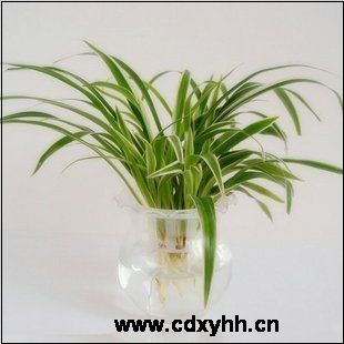 成都租綠植品種