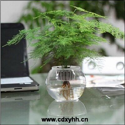 成都租盆栽品種