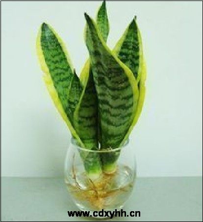 成都租植物品種