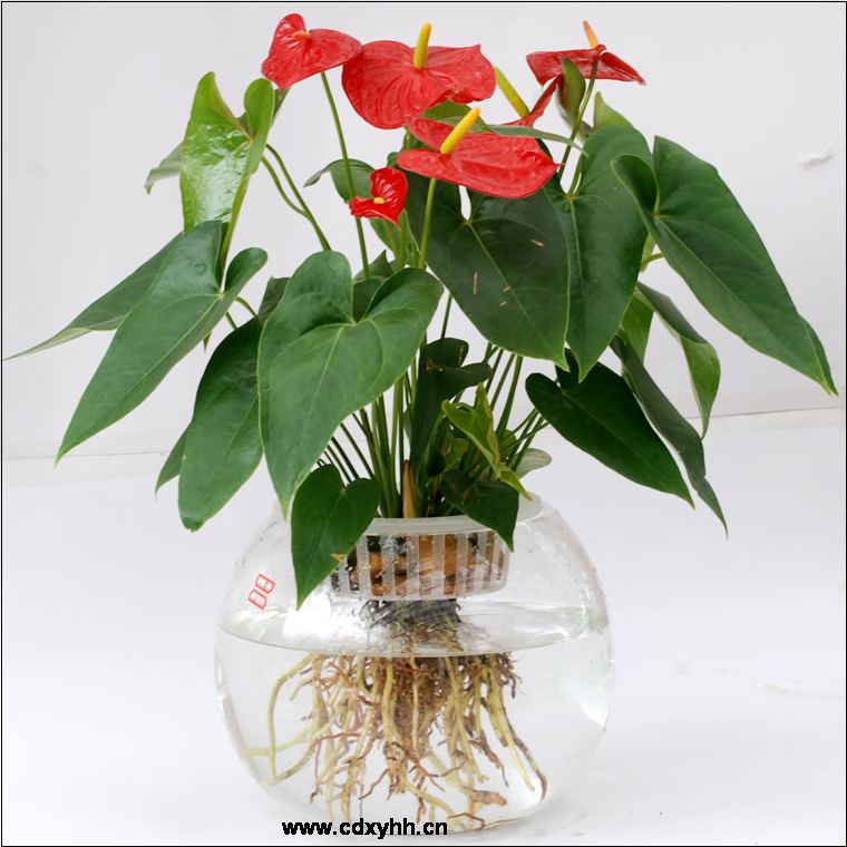 成都租花卉品種