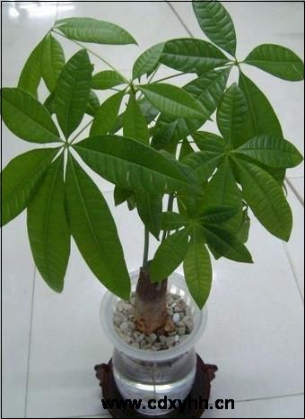 成都租綠植品種