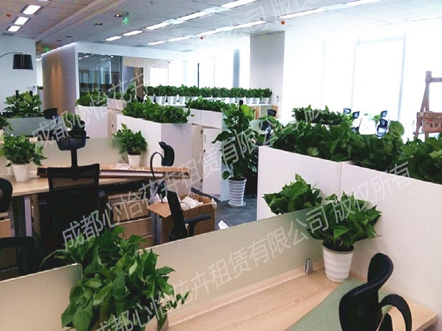 室內花卉出租案例