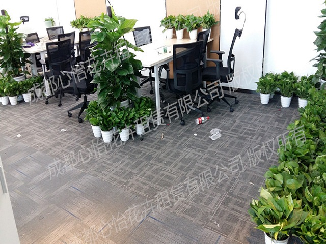 室內(nèi)綠植出租案例