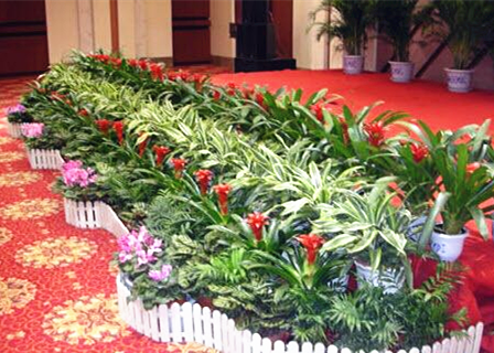 定制綠植租賃組盆造型