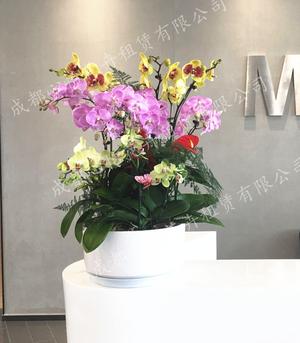 定制花卉租賃組合