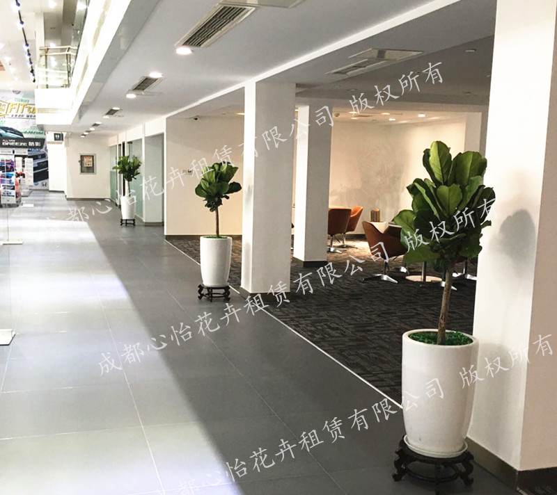 定制ins綠植租擺組盆